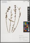 Foto von Salix purpurea L.